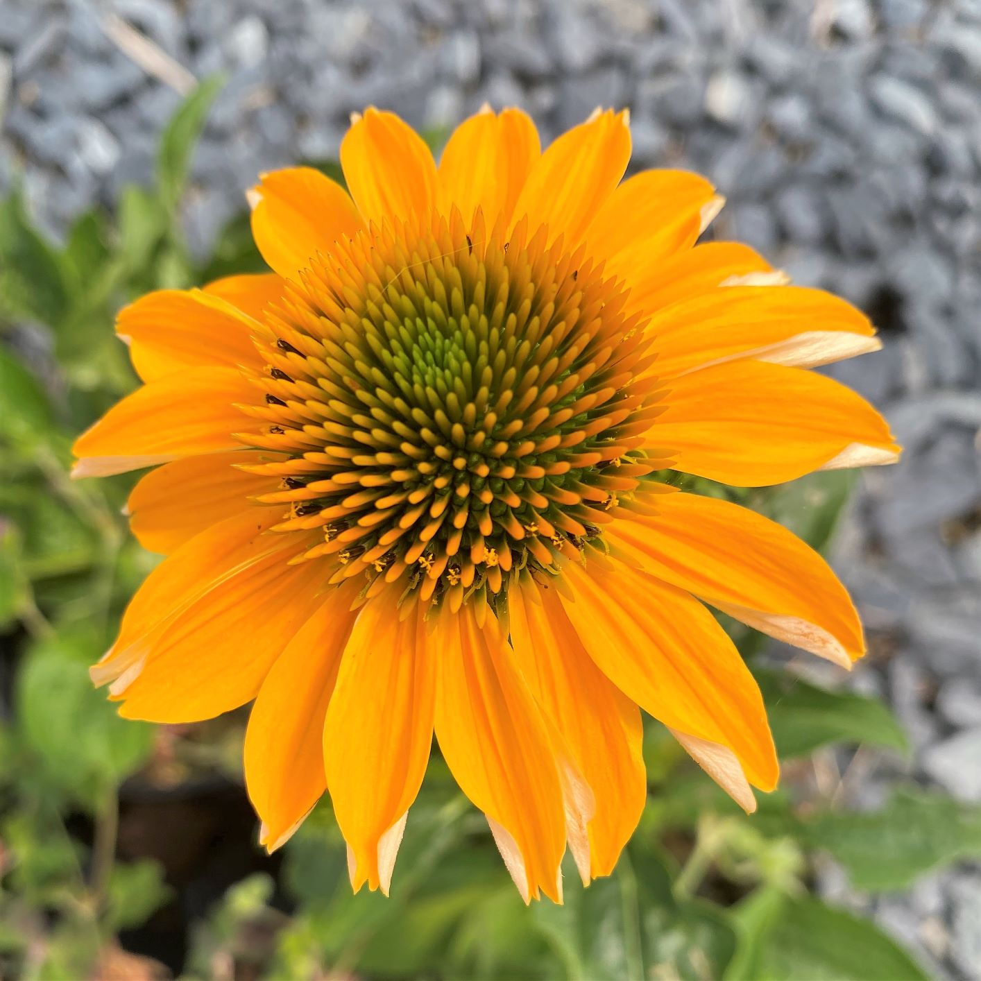 Echinacea ‘Granada Gold’ (Coneflower) Cavano's Perennials