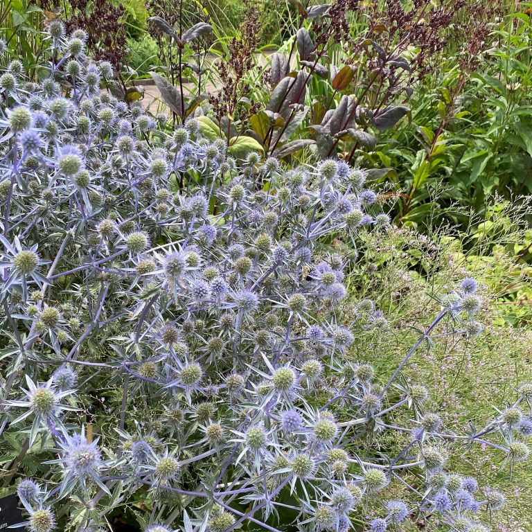 Eryngium ‘Blaukappe’ (Sea Holly) Cavano's Perennials