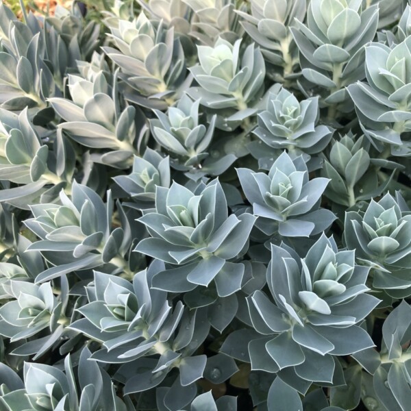 Euphorbia myrsinites (Myrtle Spurge)