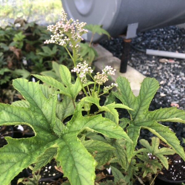 Filipendula rubra 'Venusta Magnifica' (Queen of the Prairie)