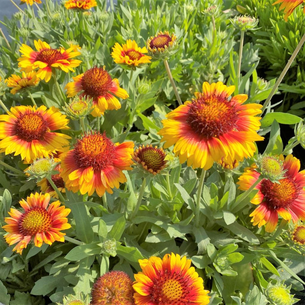 Gaillardia ‘Mesa Bright Bicolor’ Cavano's Perennials
