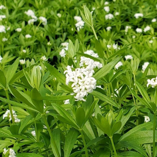Galium odoratum has white flowers
