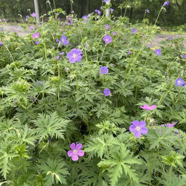 Geranium x 'Brookside' (Cranesbill)