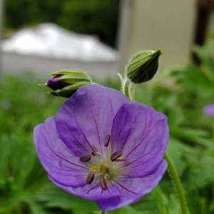 Geranium Brookside has blue flowers