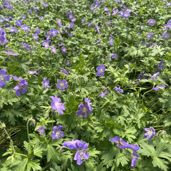 Geranium x 'Johnson's Blue' (Cranesbill)