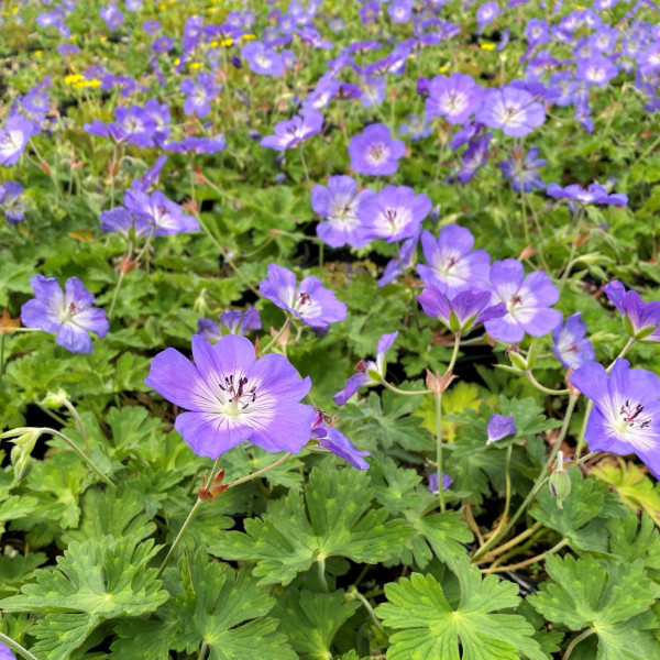 Geranium Rozanne has blue flowers