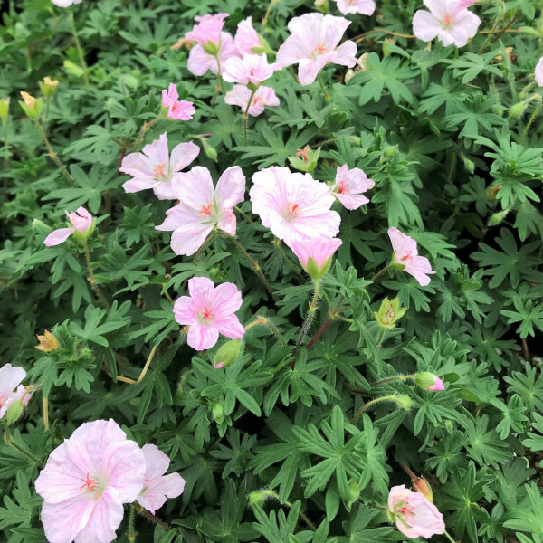 Geranium striatum has pink flowers