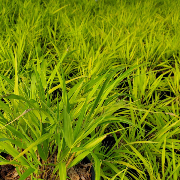 Hakonechloa All Gold has yellow leaves
