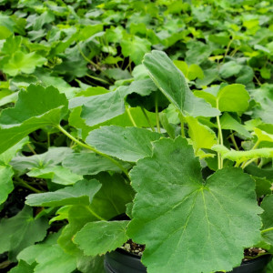 Heuchera Autumn Bride has green foliage