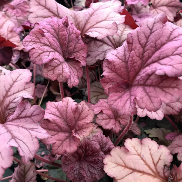 Heuchera Berry Smoothie has purple leaves