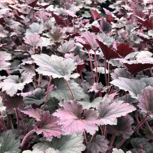 Heuchera Frosted Violet has purple foliage