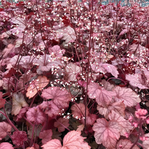 Heuchera Georgia Peach has peach leaves