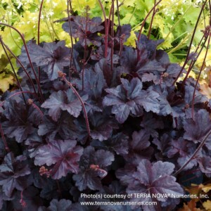 Heuchera x 'Obsidian' (Coral Bells)