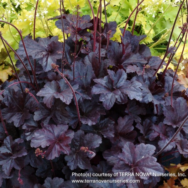Heuchera x 'Obsidian' (Coral Bells)