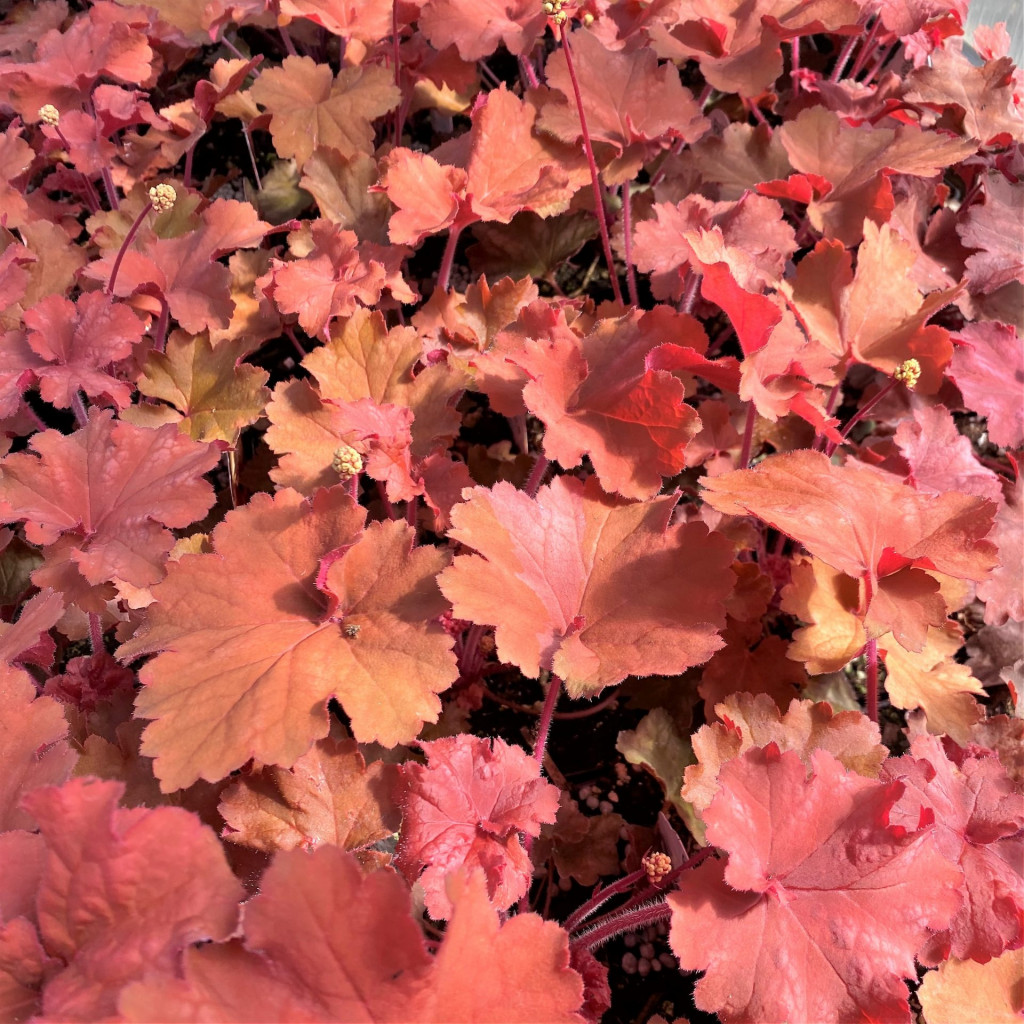 Heuchera ‘Rio’ (Coral Bells) - Cavanos Perennials