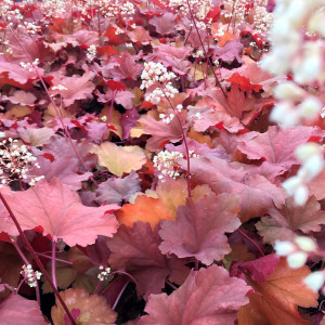 Heuchera Rio has amber foliage