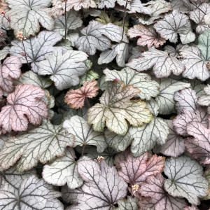Heucherella Cracked Ice has blue, green, silver, and pink foliage
