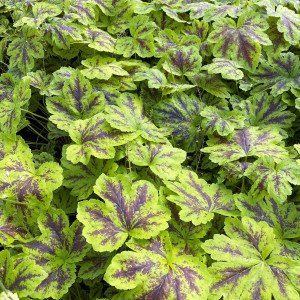 Heucherella Solar Power has yellow and green leaves