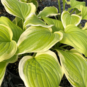 Hosta Fragrant Bouquet has green and cream leaves