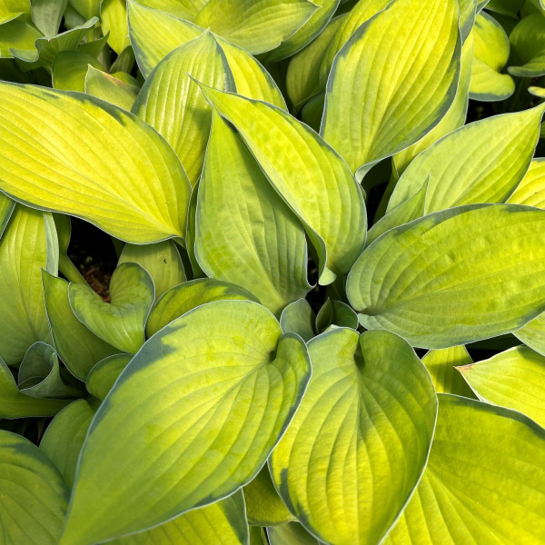 Hosta ‘Gold Standard’ has yellow foliage.