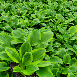 Hosta ‘Golden Tiara’ has variegated foliage.