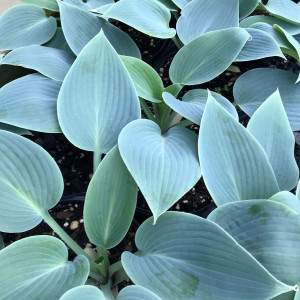 Hosta ‘Halcyon’ has blue foliage.