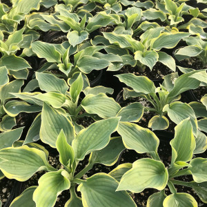 Hosta ‘Wide Brim’ has variegated foliage.