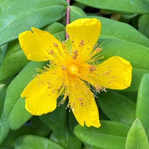 Hypericum calycinum has yellow flowers