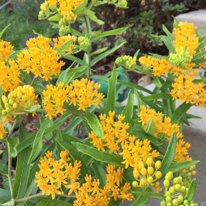 Asclepias Hellow Yellow has yellow flowers
