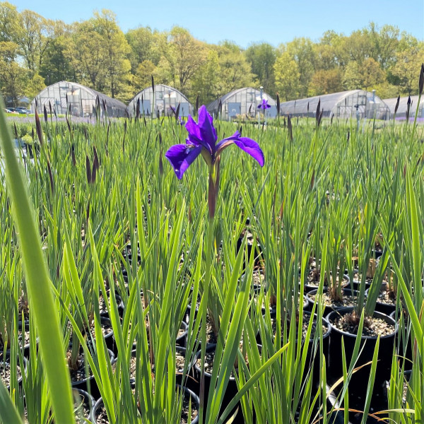 Iris 'Caesar's Brother' or Siberian Iris has purple flowers.