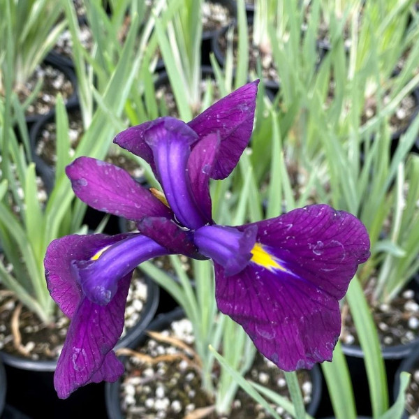 Iris ensata Variegata has purple flowers