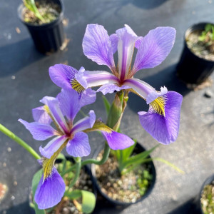 Iris versicolor has blue flowers