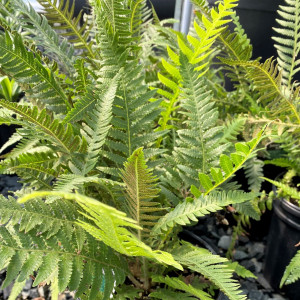 Japanese Beech Fern has green foliage