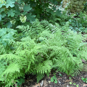 Athyrium filix-femina (Lady Fern)