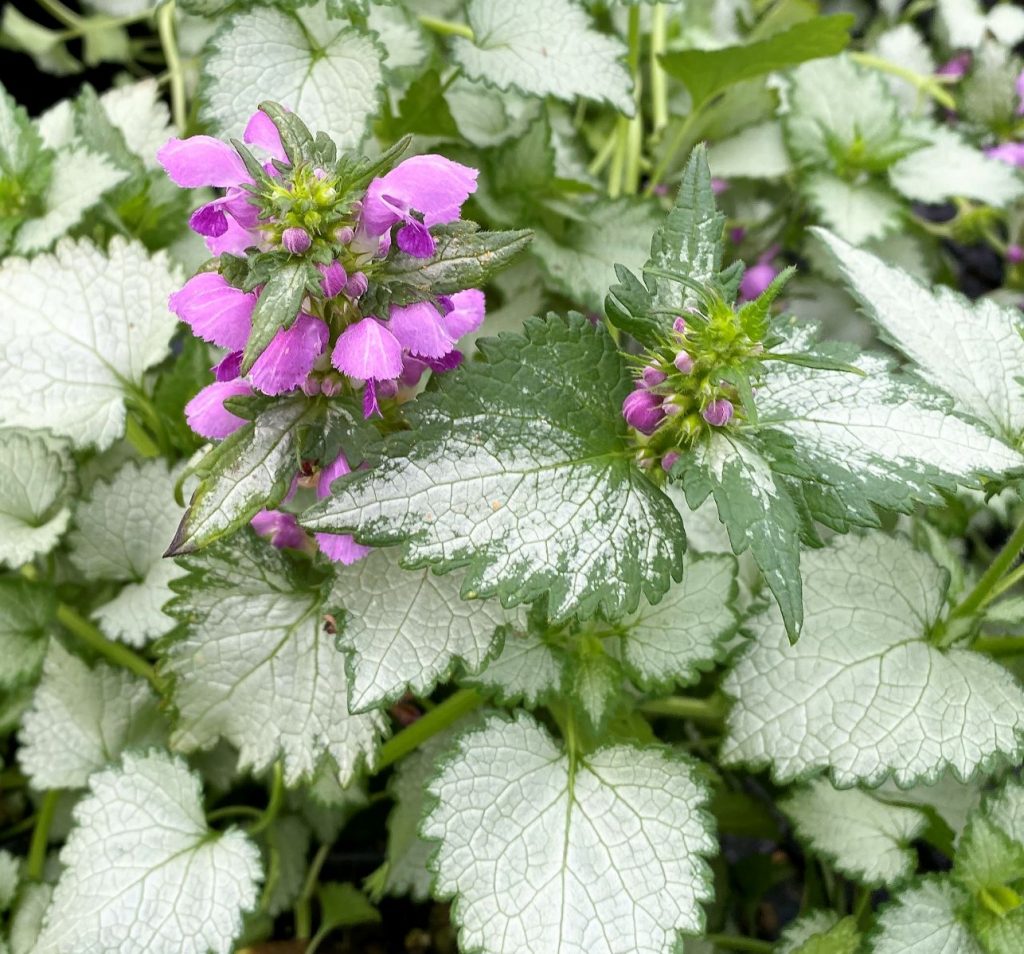 Lamium maculatum ‘Ghost’ (Dead Nettle) - Cavano's Perennials