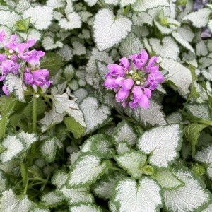 Lamium Orchid Frost has pink flowers