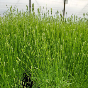 Lavendula 'Provence' or Lavender has green foliage.