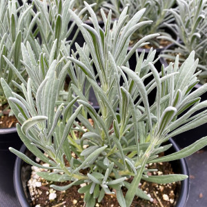 Lavandula Sensational! has purple flowers