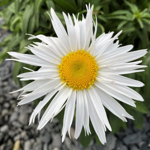 Leucanthemum 'Madonna' or Shasta Daisy has white flowers.