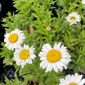 Leucanthemum Snow Lady has white flower