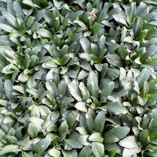 Leucanthemum 'Snowcap' or Shasta Daisy has green foliage.