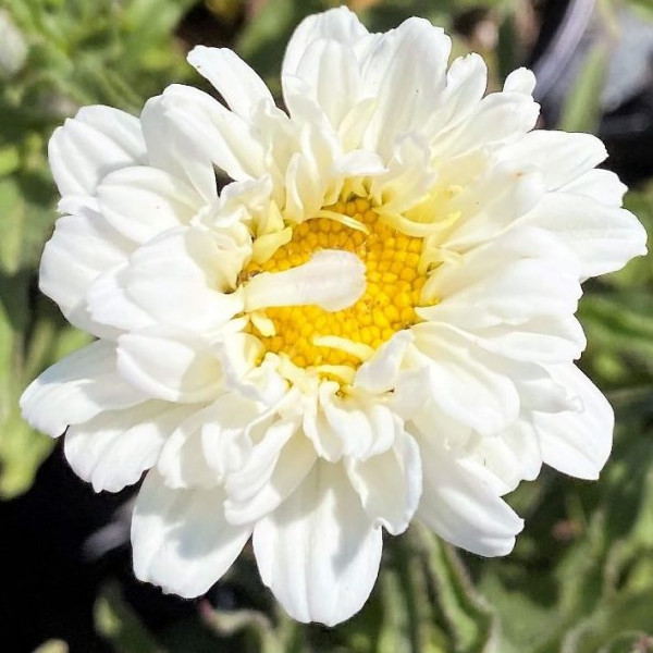 Leucanthemum Victorian Secret has white flowers