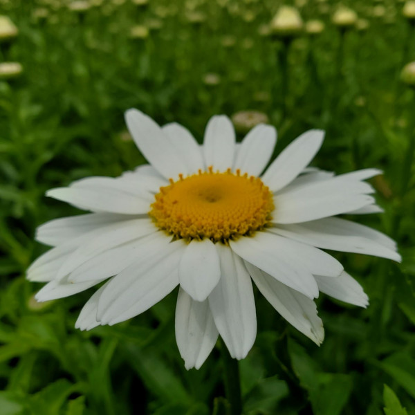 Leucanthemum 'Snowcap' or Shasta Daisy has white flowers.