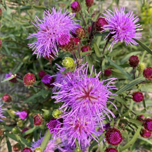 Liatris scarios has purple flowers