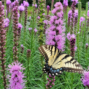 Liatris spicata or Gayfeather has pink flowers.