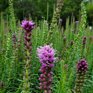 Liatris spicata 'Kobold' or Gayfeather has pink flowers.