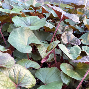 Ligularia 'Desdemona' has blue-green foliage.