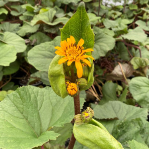 Ligularia Othello has yellow flowers