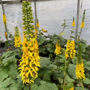 Ligularia the Rocket has yellow flowers