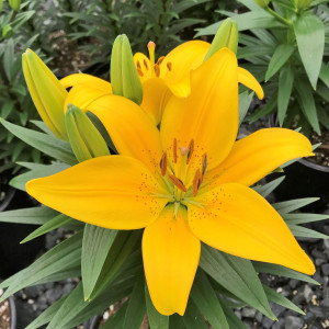 Lilium ‘Tiny Bee’ has yellow flowers.